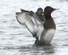 Ferruginous Duck