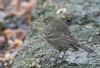 Rock Pipit