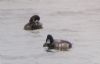 Scaup