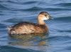 Little Grebe