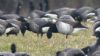 Light-bellied Brent Goose