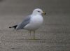 Ring-billed Gull