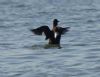 Velvet Scoter