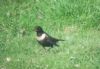 Ring Ouzel