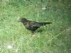 Ring Ouzel