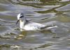 Grey Phalarope