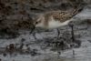 Semipalmated Sandpiper