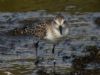 Semipalmated Sandpiper