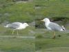 Yellow-legged Gull