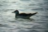 Sabine's Gull