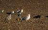 Yellow-legged Gull