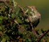 Rose-coloured Starling