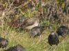 Rose-coloured Starling