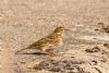 Meadow Pipit