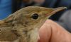 Reed Warbler