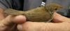 Reed Warbler