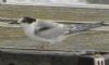 Common Tern