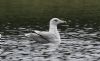 Herring Gull