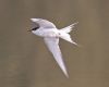 Arctic Tern