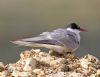 Arctic Tern