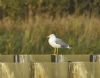 Yellow-legged Gull