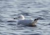 Ring-billed Gull