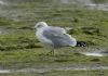 Ring-billed Gull