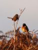 Dartford Warbler