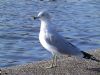 Ring-billed Gull