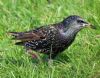 Starling