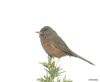 Dartford Warbler