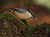 Nuthatch