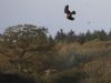 Marsh Harrier