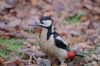 Great Spotted Woodpecker