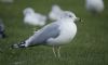 Ring-billed Gull