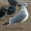Rock Dove / Feral Pigeon