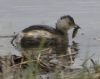 Little Grebe