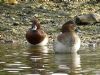 Ferruginous Duck