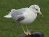 Ring-billed Gull