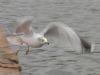 Ring-billed Gull