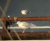 Iceland Gull