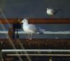 Iceland Gull