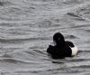 Tufted Duck