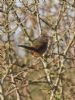 Dartford Warbler