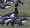 Black Brant