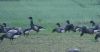 Black Brant