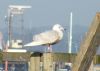 Iceland Gull