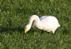 Whooper Swan