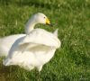 Whooper Swan