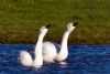 Bewick's Swan